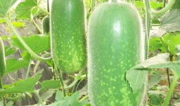 最新七夕吃瓜爆料图片大全,明星情侣甜蜜瞬间大盘点